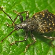 getting rid of vine weevils with Diatomaceous Earth