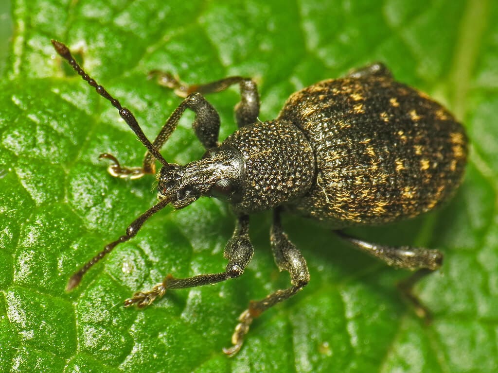 get-rid-of-vine-weevils-diatomaceous-earth-ireland